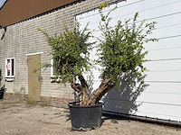 Granaatappelboom - punica granatum - hoogte ca. 250 cm - afbeelding 4 van  5