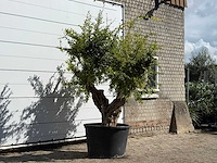 Granaatappelboom - punica granatum - hoogte ca. 250 cm - afbeelding 5 van  5