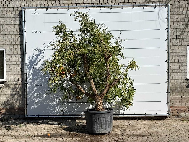 Granaatappelboom - punica granatum - hoogte ca. 260 cm - afbeelding 1 van  2