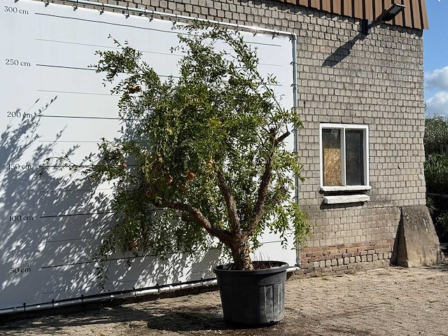 Granaatappelboom - punica granatum - hoogte ca. 260 cm - afbeelding 2 van  2