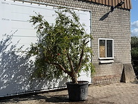 Granaatappelboom - punica granatum - hoogte ca. 260 cm - afbeelding 2 van  2
