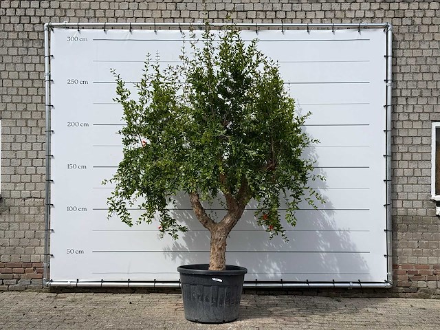 Granaatappelboom - punica granatum - hoogte ca. 270 cm - afbeelding 1 van  3
