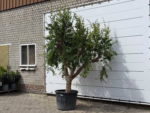 Granaatappelboom - punica granatum - hoogte ca. 270 cm - afbeelding 2 van  3