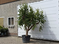 Granaatappelboom - punica granatum - hoogte ca. 270 cm - afbeelding 2 van  3