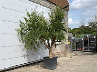 Granaatappelboom - punica granatum - hoogte ca. 270 cm - afbeelding 3 van  3