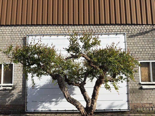 Granaatappelboom - punica granatum - hoogte ca. 280 cm - afbeelding 8 van  8