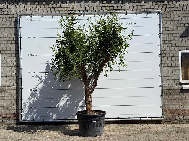 Granaatappelboom - punica granatum - hoogte ca. 280 cm - afbeelding 1 van  5