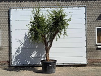 Granaatappelboom - punica granatum - hoogte ca. 280 cm