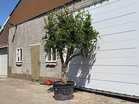 Granaatappelboom - punica granatum - hoogte ca. 280 cm - afbeelding 2 van  5