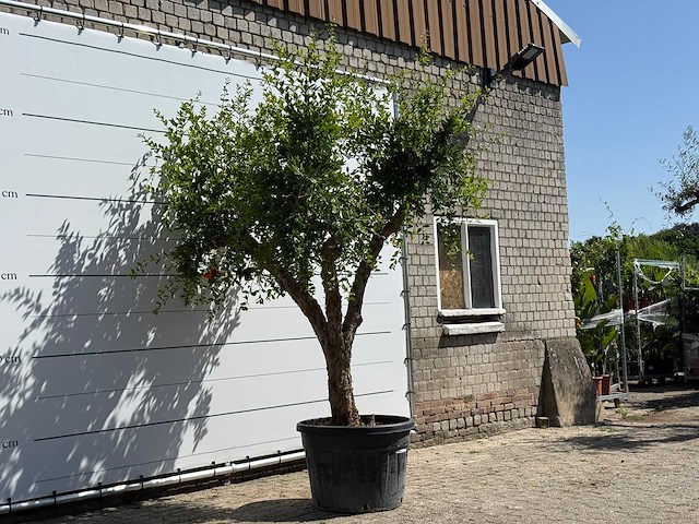 Granaatappelboom - punica granatum - hoogte ca. 280 cm - afbeelding 3 van  5