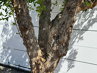 Granaatappelboom - punica granatum - hoogte ca. 280 cm - afbeelding 4 van  5