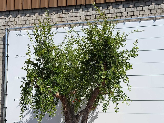 Granaatappelboom - punica granatum - hoogte ca. 280 cm - afbeelding 5 van  5