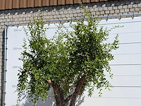 Granaatappelboom - punica granatum - hoogte ca. 280 cm - afbeelding 5 van  5