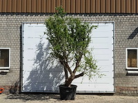 Granaatappelboom - punica granatum - hoogte ca. 280 cm