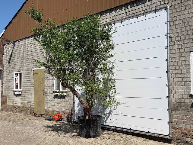 Granaatappelboom - punica granatum - hoogte ca. 280 cm - afbeelding 2 van  6