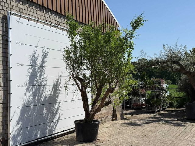 Granaatappelboom - punica granatum - hoogte ca. 280 cm - afbeelding 3 van  6