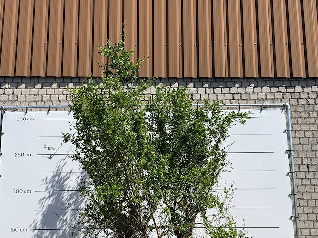 Granaatappelboom - punica granatum - hoogte ca. 280 cm - afbeelding 4 van  6