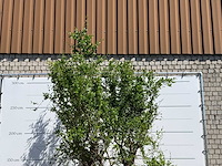 Granaatappelboom - punica granatum - hoogte ca. 280 cm - afbeelding 4 van  6