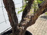 Granaatappelboom - punica granatum - hoogte ca. 280 cm - afbeelding 5 van  6