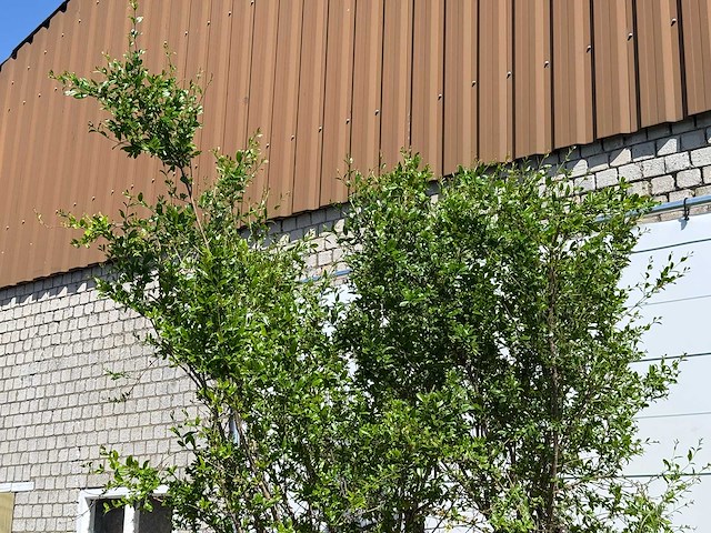 Granaatappelboom - punica granatum - hoogte ca. 280 cm - afbeelding 6 van  6