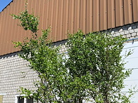 Granaatappelboom - punica granatum - hoogte ca. 280 cm - afbeelding 6 van  6