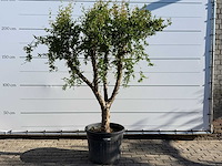 Granaatappelboom m - punica granatum - hoogte ca. 220 cm - afbeelding 1 van  9