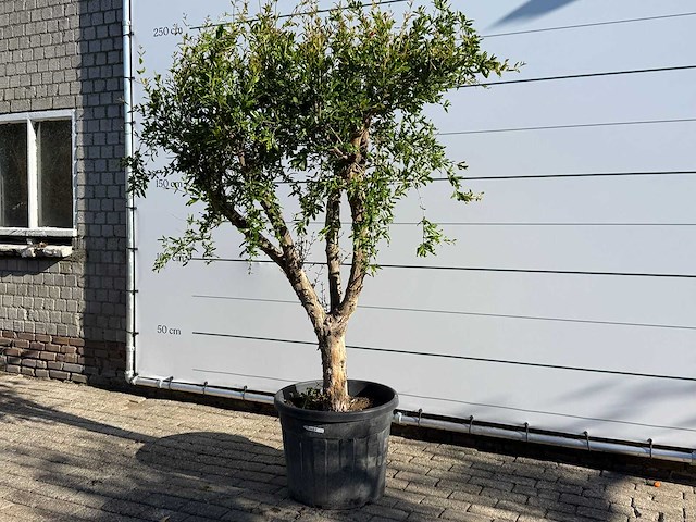 Granaatappelboom m - punica granatum - hoogte ca. 220 cm - afbeelding 2 van  9