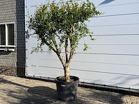 Granaatappelboom m - punica granatum - hoogte ca. 220 cm - afbeelding 2 van  9