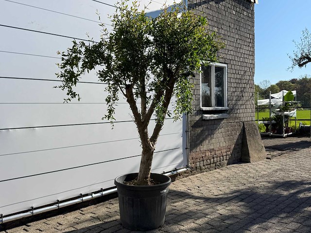 Granaatappelboom m - punica granatum - hoogte ca. 220 cm - afbeelding 3 van  9