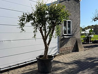 Granaatappelboom m - punica granatum - hoogte ca. 220 cm - afbeelding 3 van  9