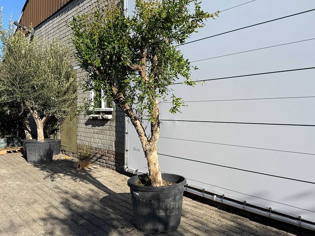 Granaatappelboom m - punica granatum - hoogte ca. 220 cm - afbeelding 4 van  9