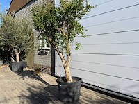 Granaatappelboom m - punica granatum - hoogte ca. 220 cm - afbeelding 4 van  9