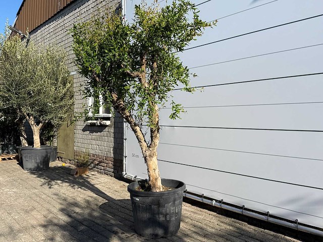 Granaatappelboom m - punica granatum - hoogte ca. 220 cm - afbeelding 5 van  9