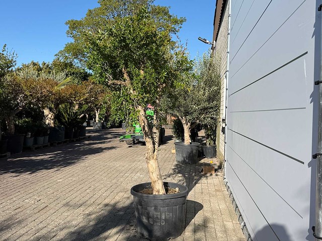 Granaatappelboom m - punica granatum - hoogte ca. 220 cm - afbeelding 6 van  9