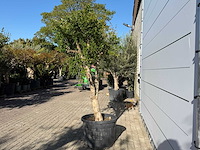 Granaatappelboom m - punica granatum - hoogte ca. 220 cm - afbeelding 6 van  9