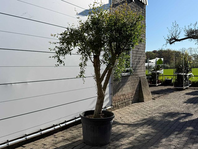 Granaatappelboom m - punica granatum - hoogte ca. 220 cm - afbeelding 7 van  9