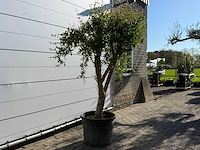 Granaatappelboom m - punica granatum - hoogte ca. 220 cm - afbeelding 7 van  9