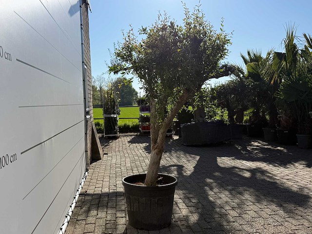 Granaatappelboom m - punica granatum - hoogte ca. 220 cm - afbeelding 8 van  9