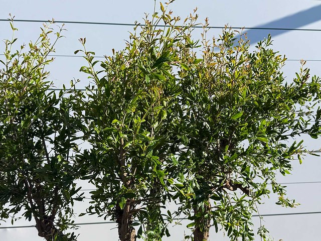 Granaatappelboom m - punica granatum - hoogte ca. 220 cm - afbeelding 9 van  9