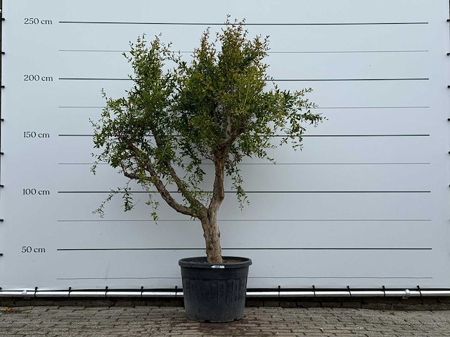 Granaatappelboom m - punica granatum - hoogte ca. 230 cm - afbeelding 1 van  4