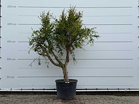 Granaatappelboom m - punica granatum - hoogte ca. 230 cm - afbeelding 1 van  4