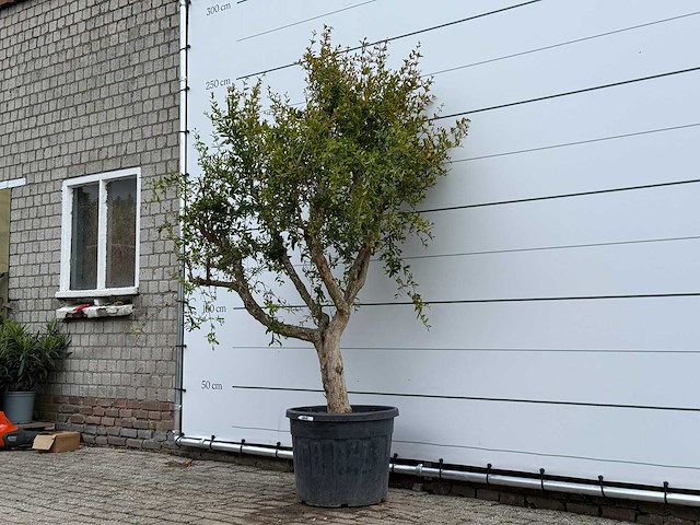 Granaatappelboom m - punica granatum - hoogte ca. 230 cm - afbeelding 2 van  4