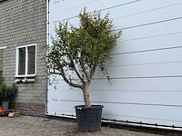 Granaatappelboom m - punica granatum - hoogte ca. 230 cm - afbeelding 2 van  4