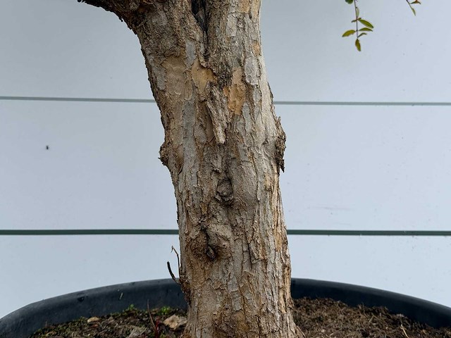 Granaatappelboom m - punica granatum - hoogte ca. 230 cm - afbeelding 3 van  4