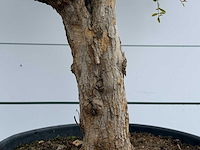 Granaatappelboom m - punica granatum - hoogte ca. 230 cm - afbeelding 3 van  4