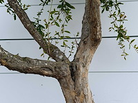 Granaatappelboom m - punica granatum - hoogte ca. 230 cm - afbeelding 4 van  4