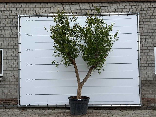 Granaatappelboom m - punica granatum - hoogte ca. 280 cm - afbeelding 1 van  5