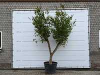 Granaatappelboom m - punica granatum - hoogte ca. 280 cm - afbeelding 1 van  5