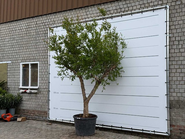 Granaatappelboom m - punica granatum - hoogte ca. 280 cm - afbeelding 2 van  5