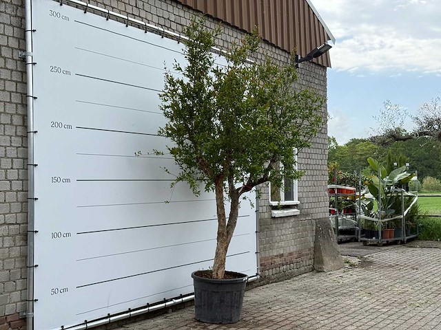 Granaatappelboom m - punica granatum - hoogte ca. 280 cm - afbeelding 3 van  5